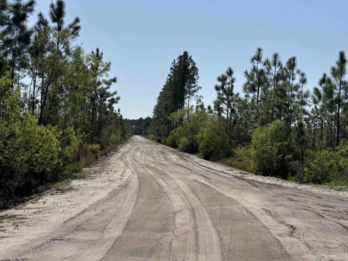 Sandhill Grade - Osceola NF 200 photo 5