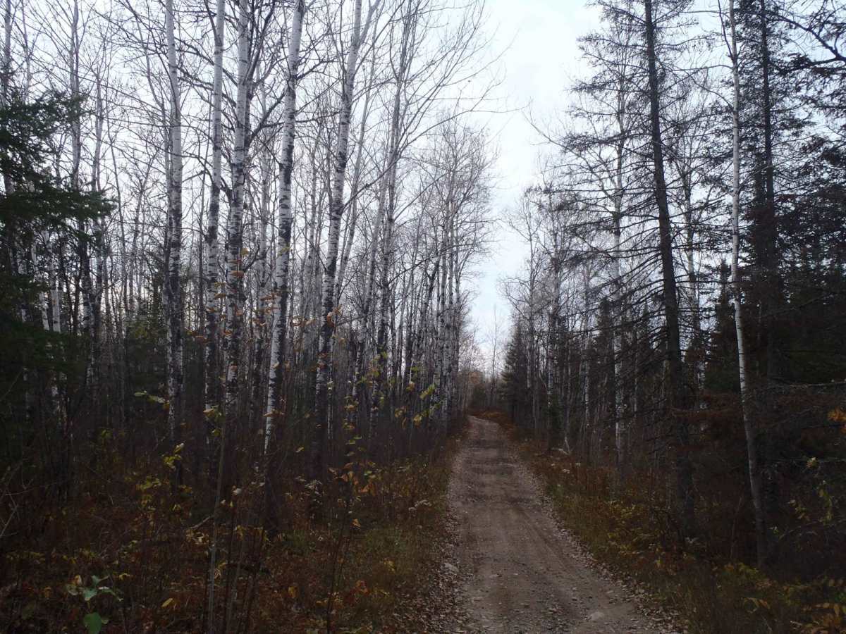 Echo Trail photo 4