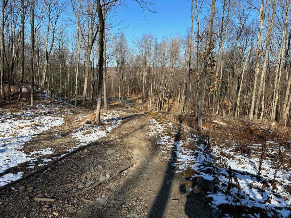 Locust Gap 73 photo 3