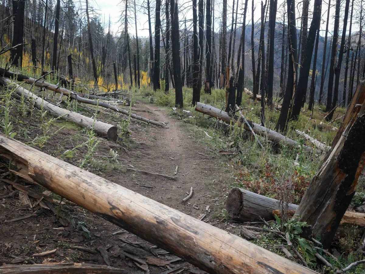 Hermosa Creek ATV photo 3