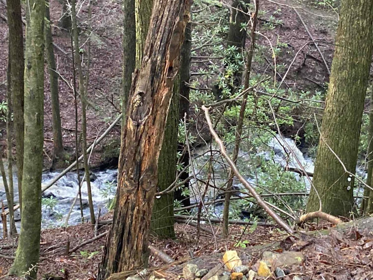 Jones Creek Road - FS 77A trail photo
