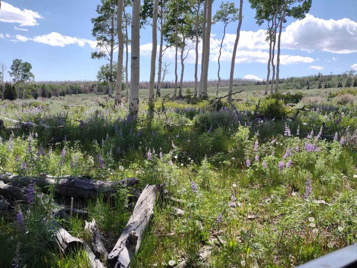 Burned Aspen Loop - FS 41230 photo 3