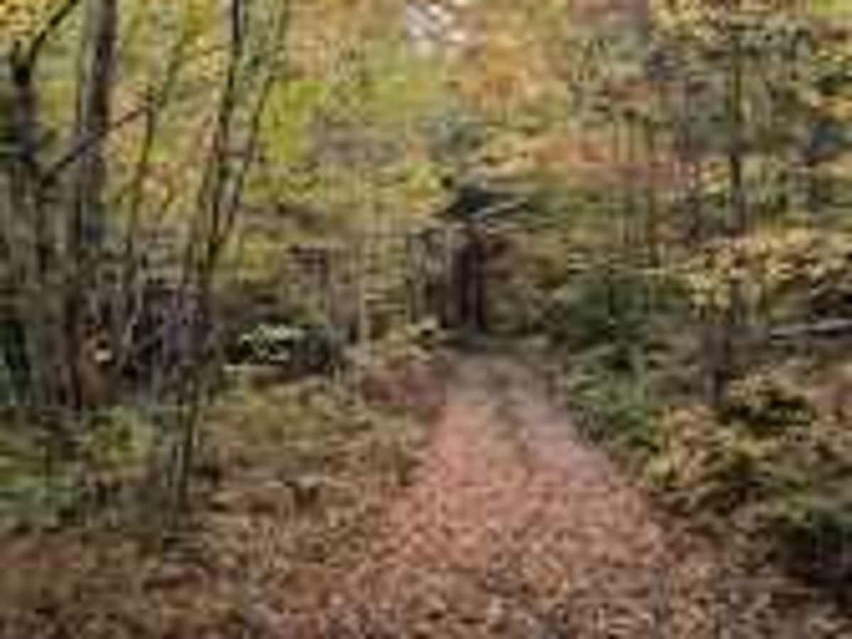 Firewood Lane Gully photo 2