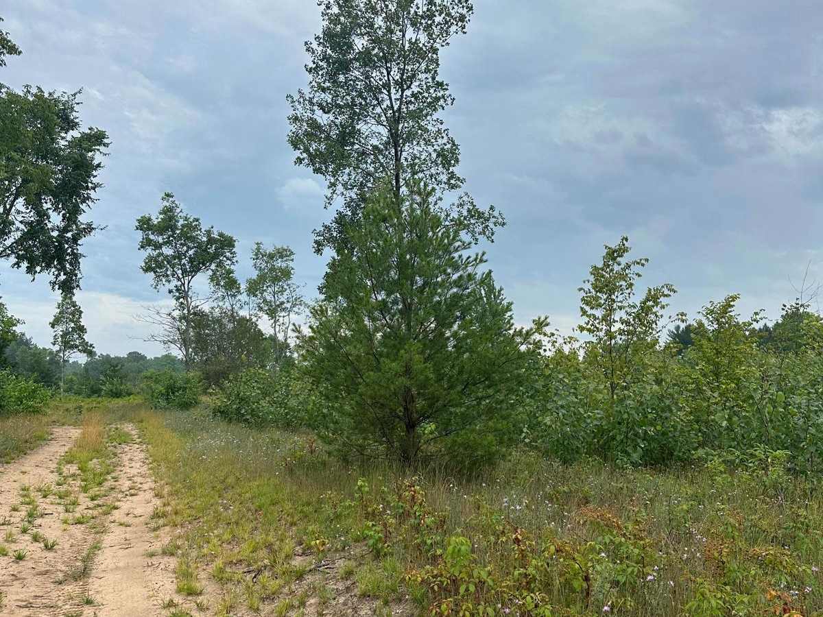 Fortine Loop photo 3