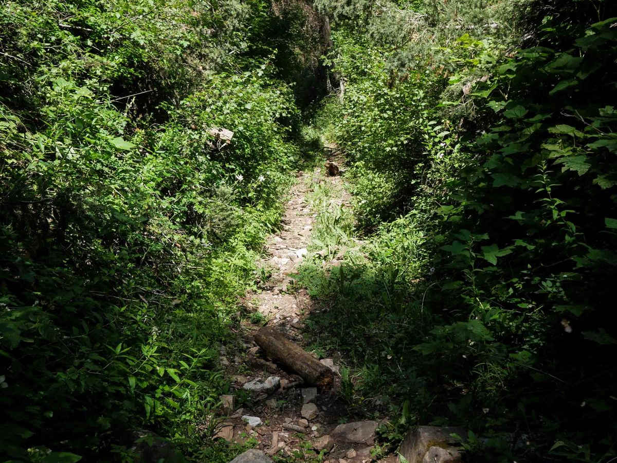 Cheatbeck #3350   photo 5