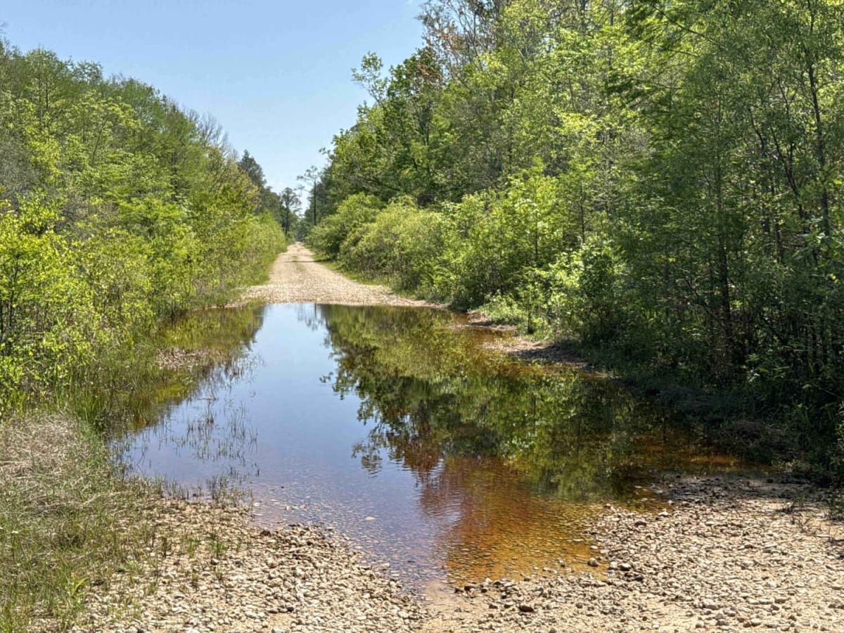 Grade 19.5 - Aucilla WMA photo 2