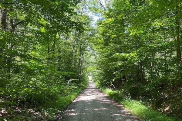 Kennedy State Forest - Hauk Hill Road