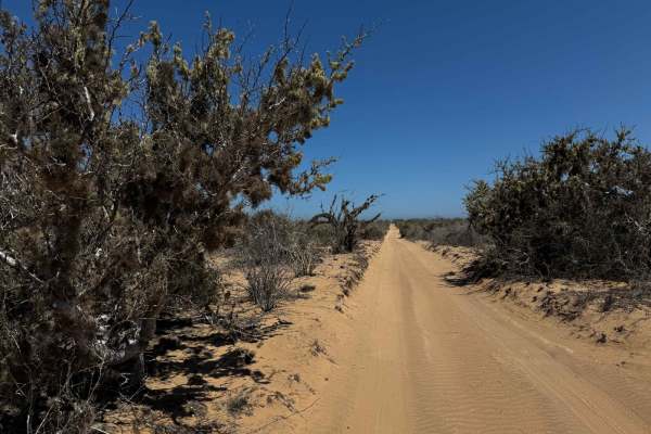 Middle Road-Mangroves