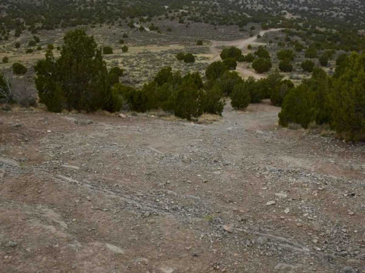 Tight Tree Trail photo 4