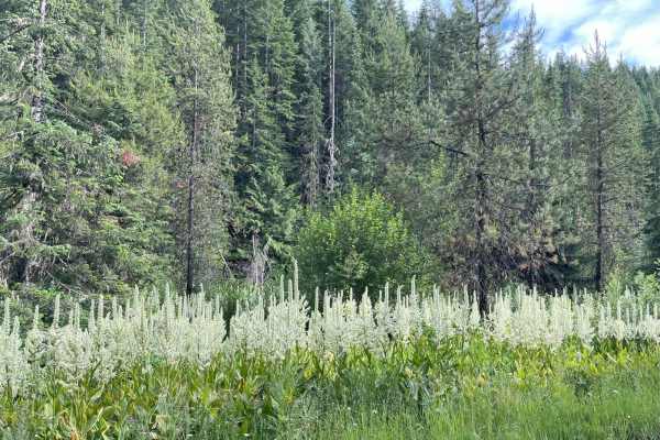 Bovill - Hemlock Butte