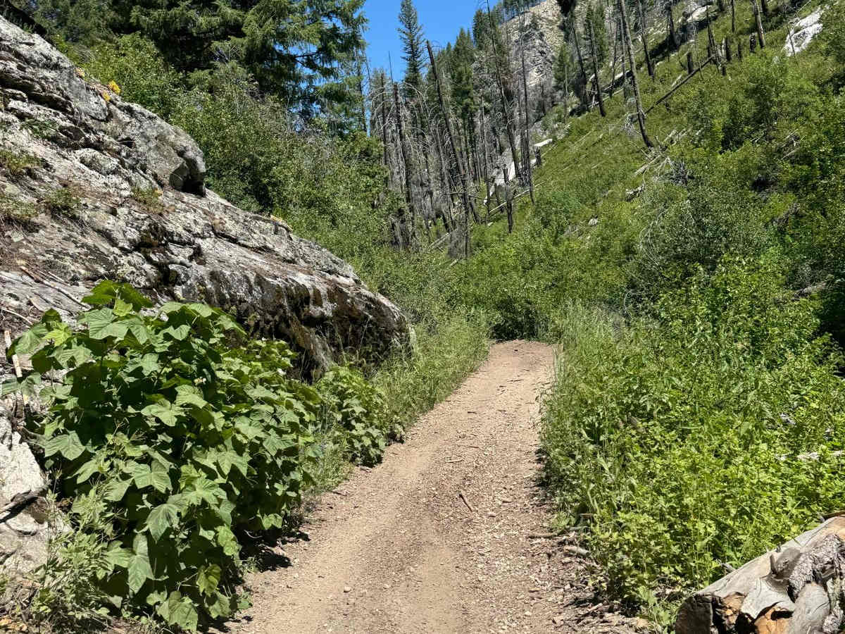 Iron Mountain-  FS 7050 trail photo
