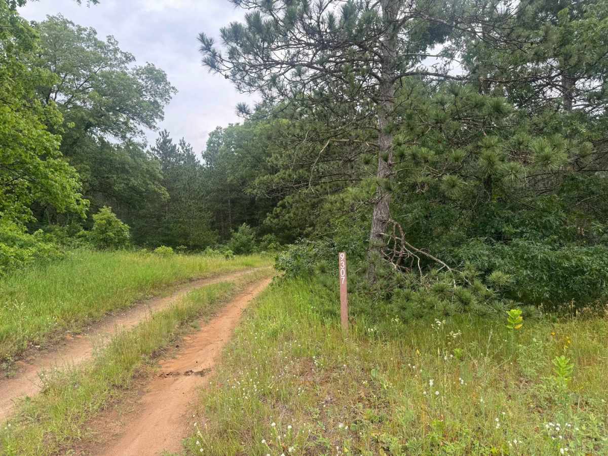 Forest Route 9307 trail photo