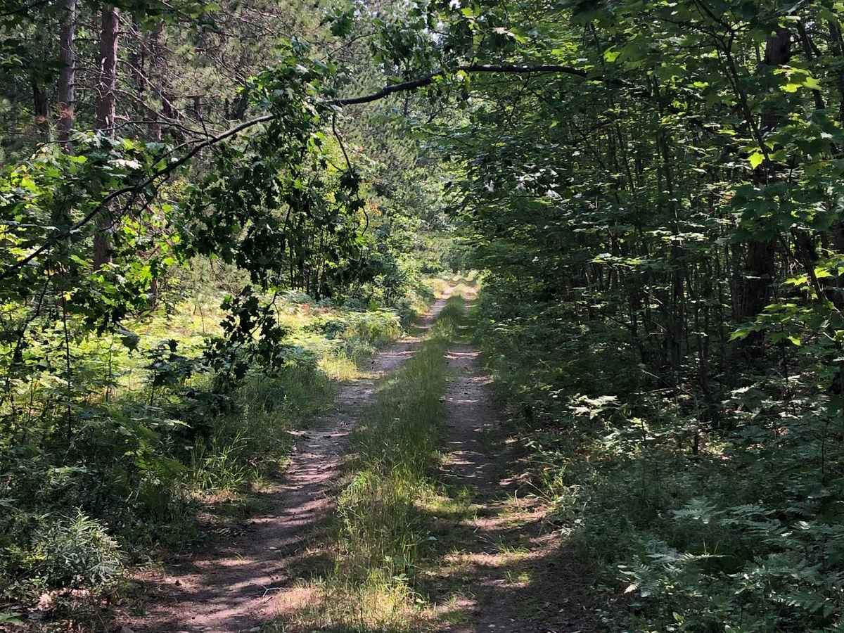 Logging Lane photo 4