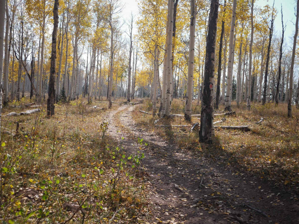 Rim ATV Trail photo 4