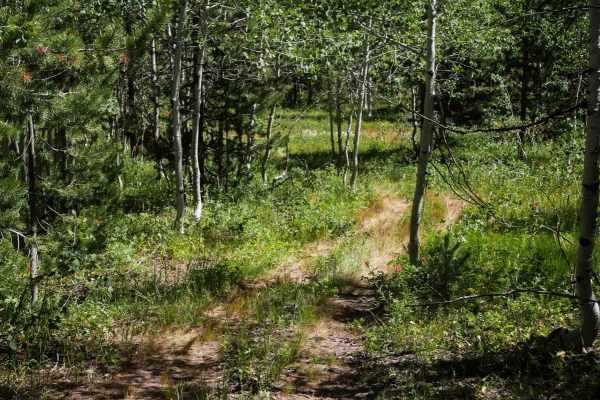 Trail Hollow #3368 