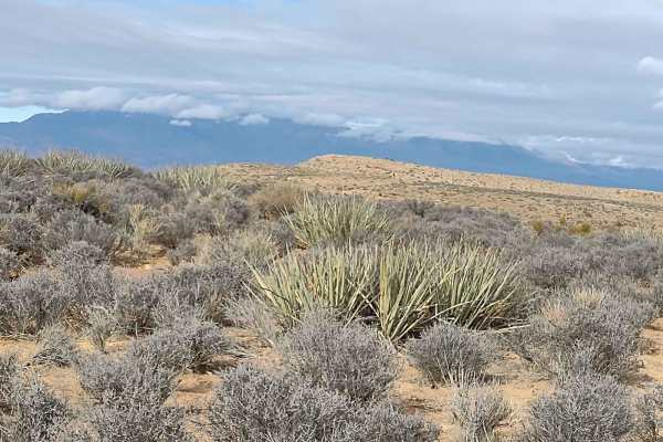 Yucca Way