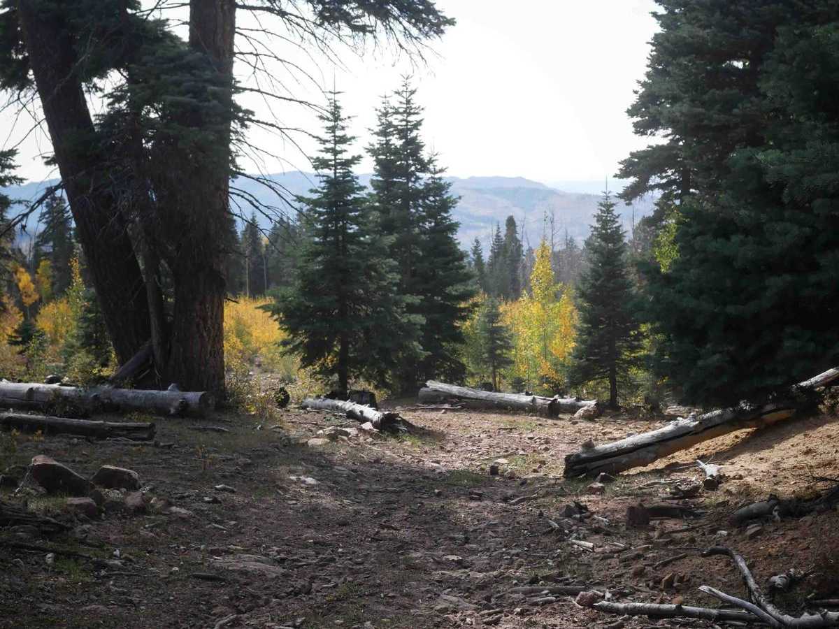 Moonlick Connect photo 6