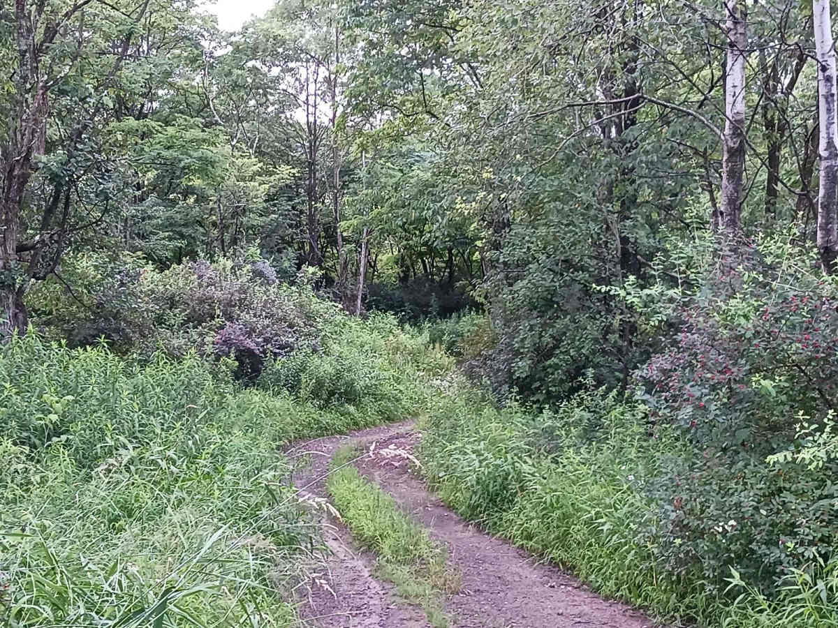 Trail 12I - Rock Run Recreation Area photo 5