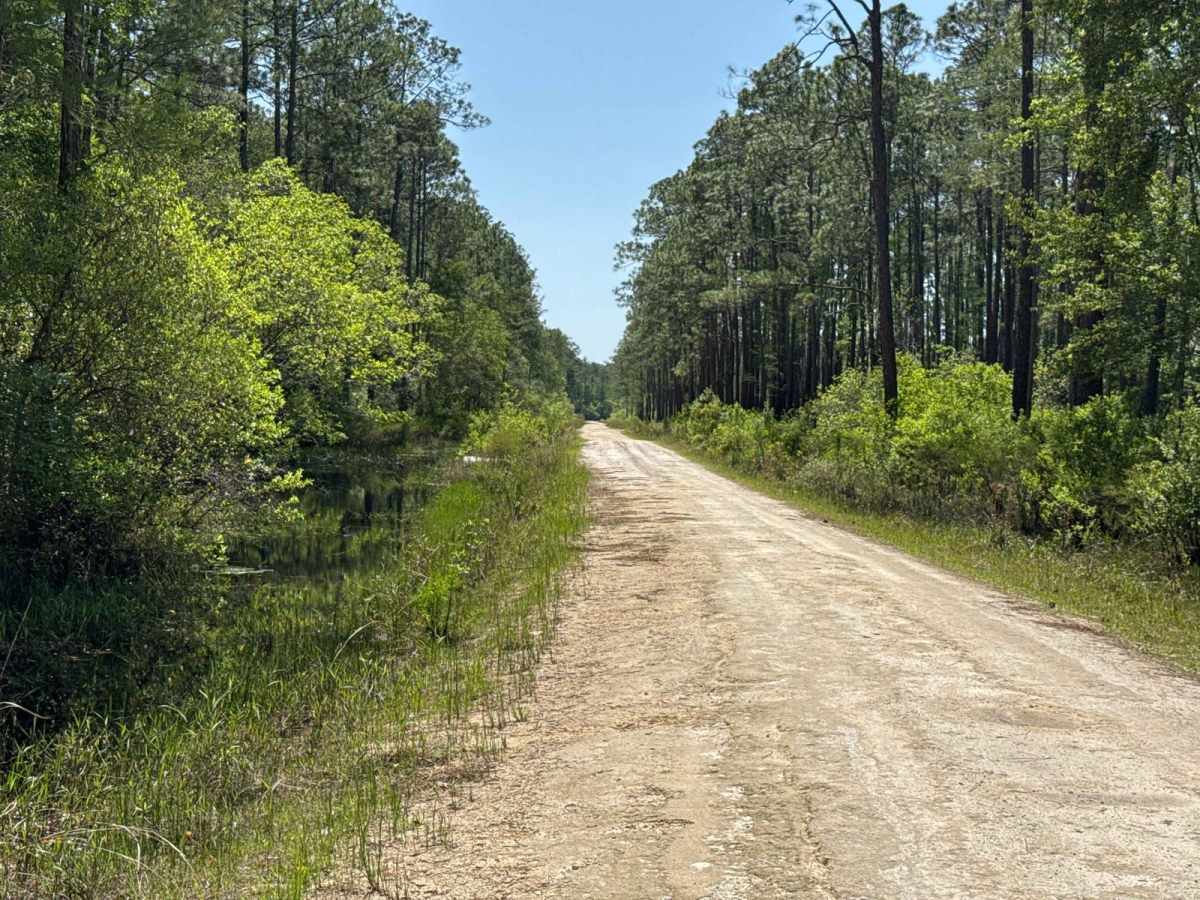 Natural Area - Osceola NF 277 photo 4