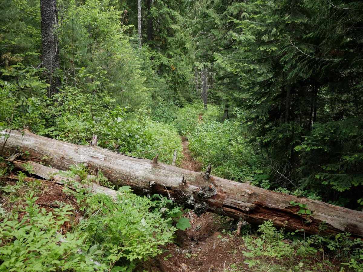 Flume Creek ATV photo 4