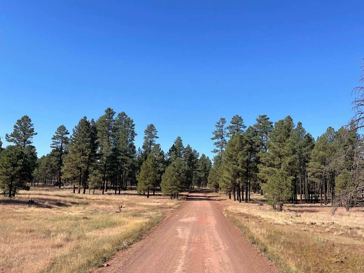 East FS 229 trail photo