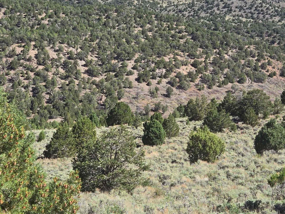 Parker Mountain Trail photo 3