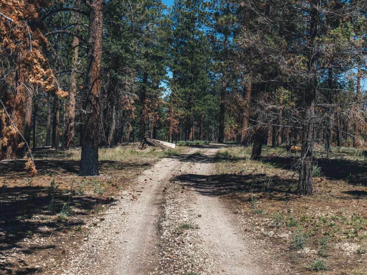212/The Burned Hill photo 6