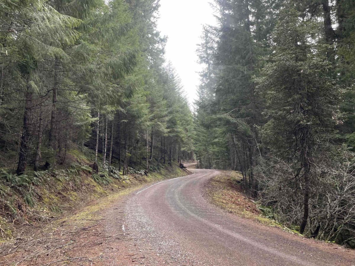 National Forest Development Road 4660 photo 3