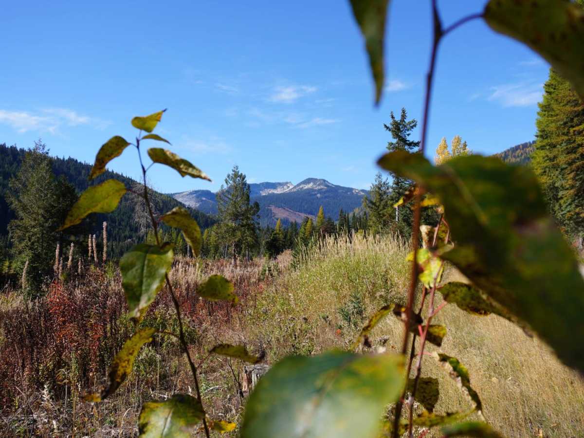 Myrtle Creek 633 photo 3