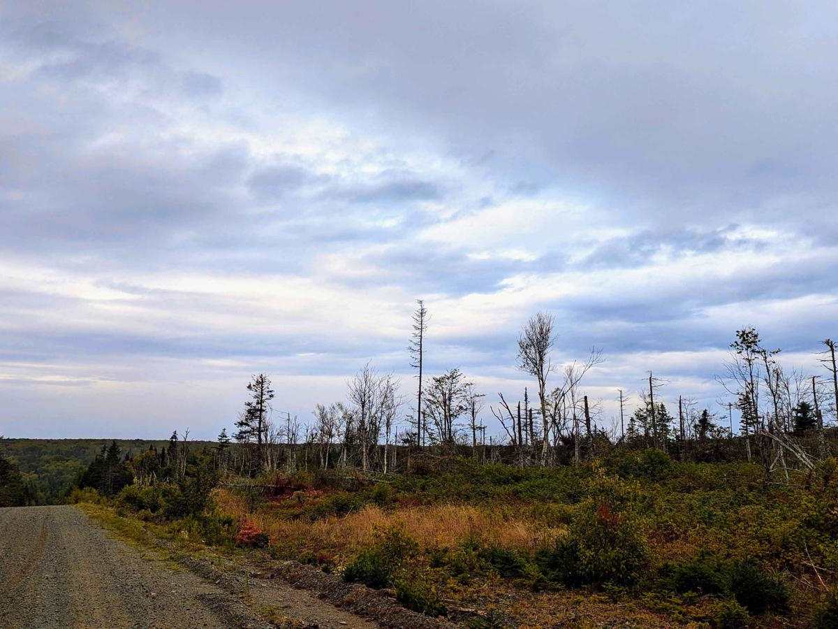 Connors Mountain Road trail photo