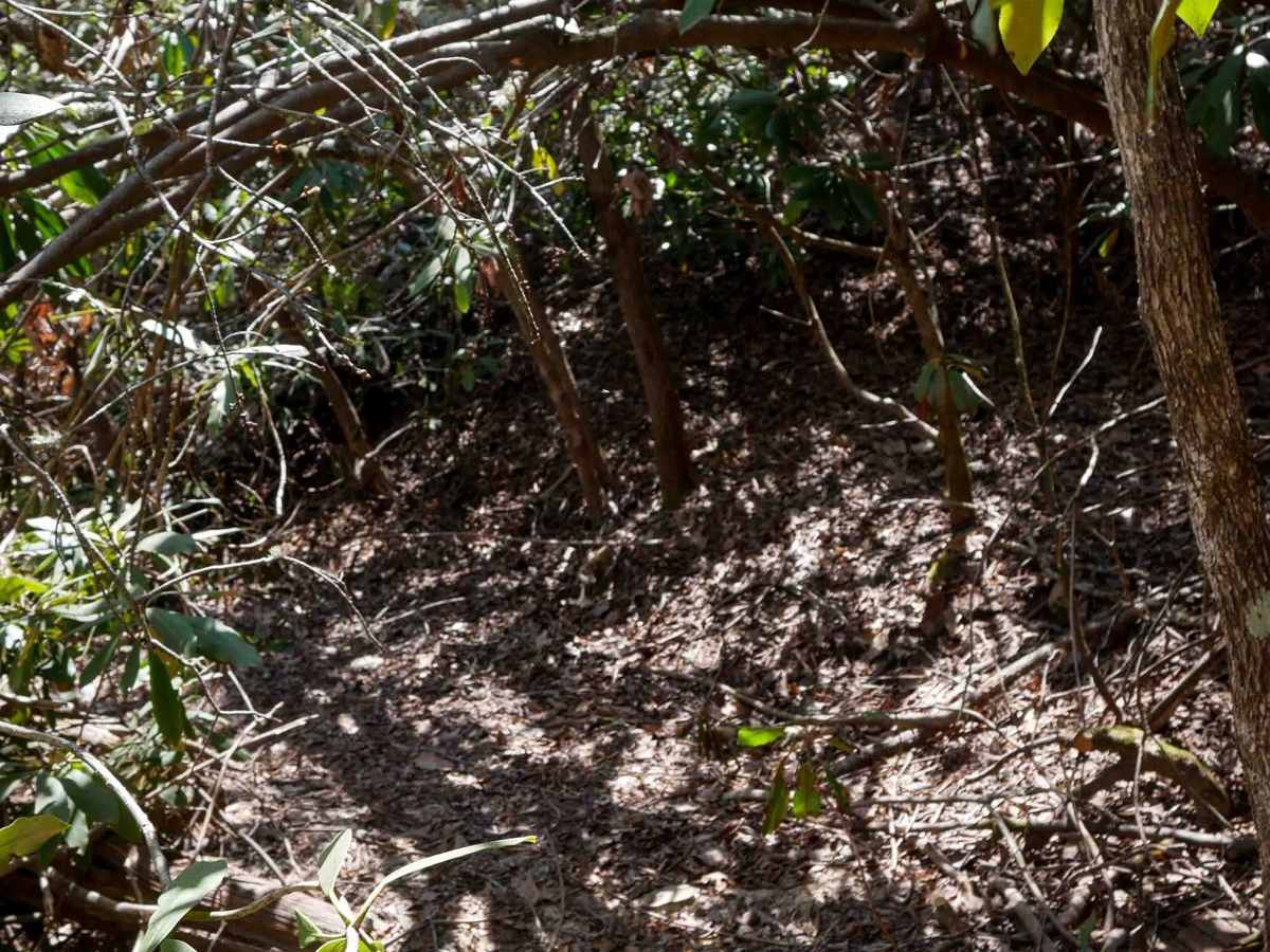 C2 trail photo