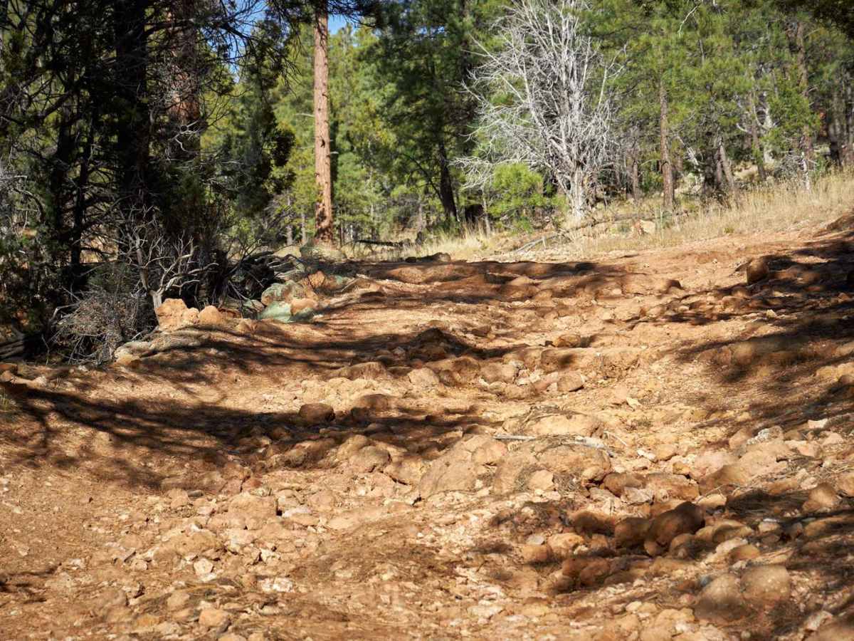 Rim Trail - FSR 310 photo 4