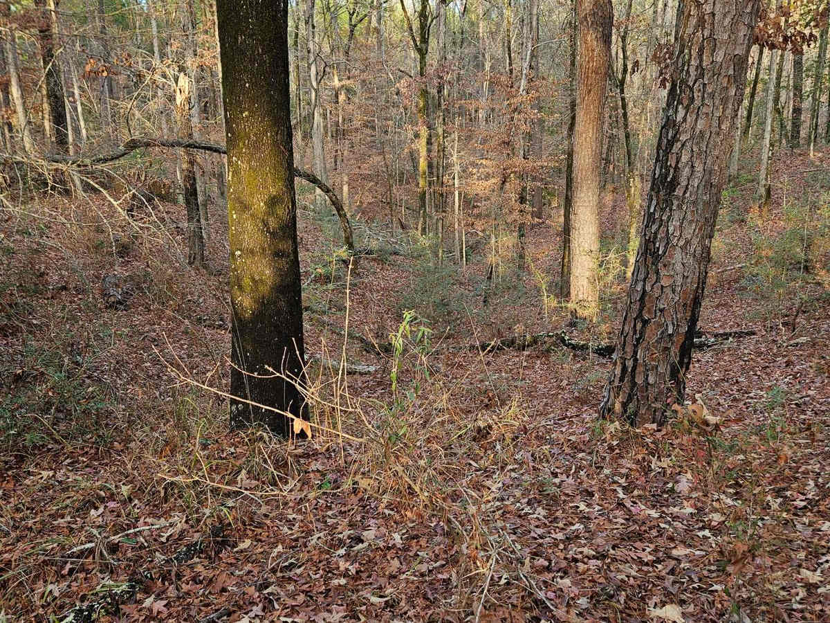 Kisatchie Falls trail photo