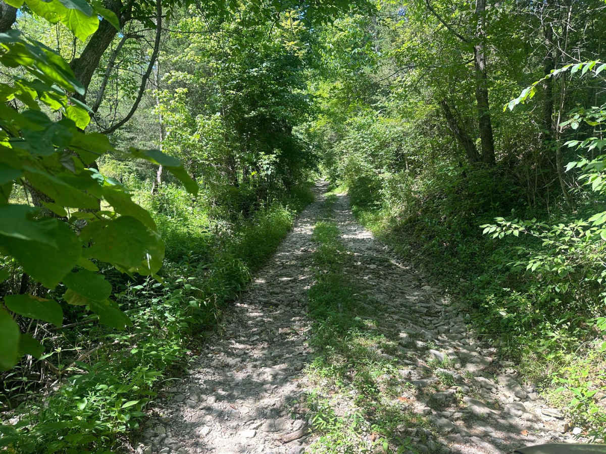 Jackson Branch Road photo 5