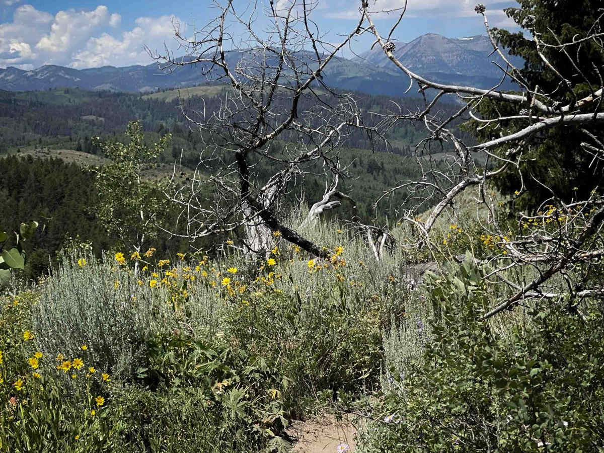 Poison Creek photo 2