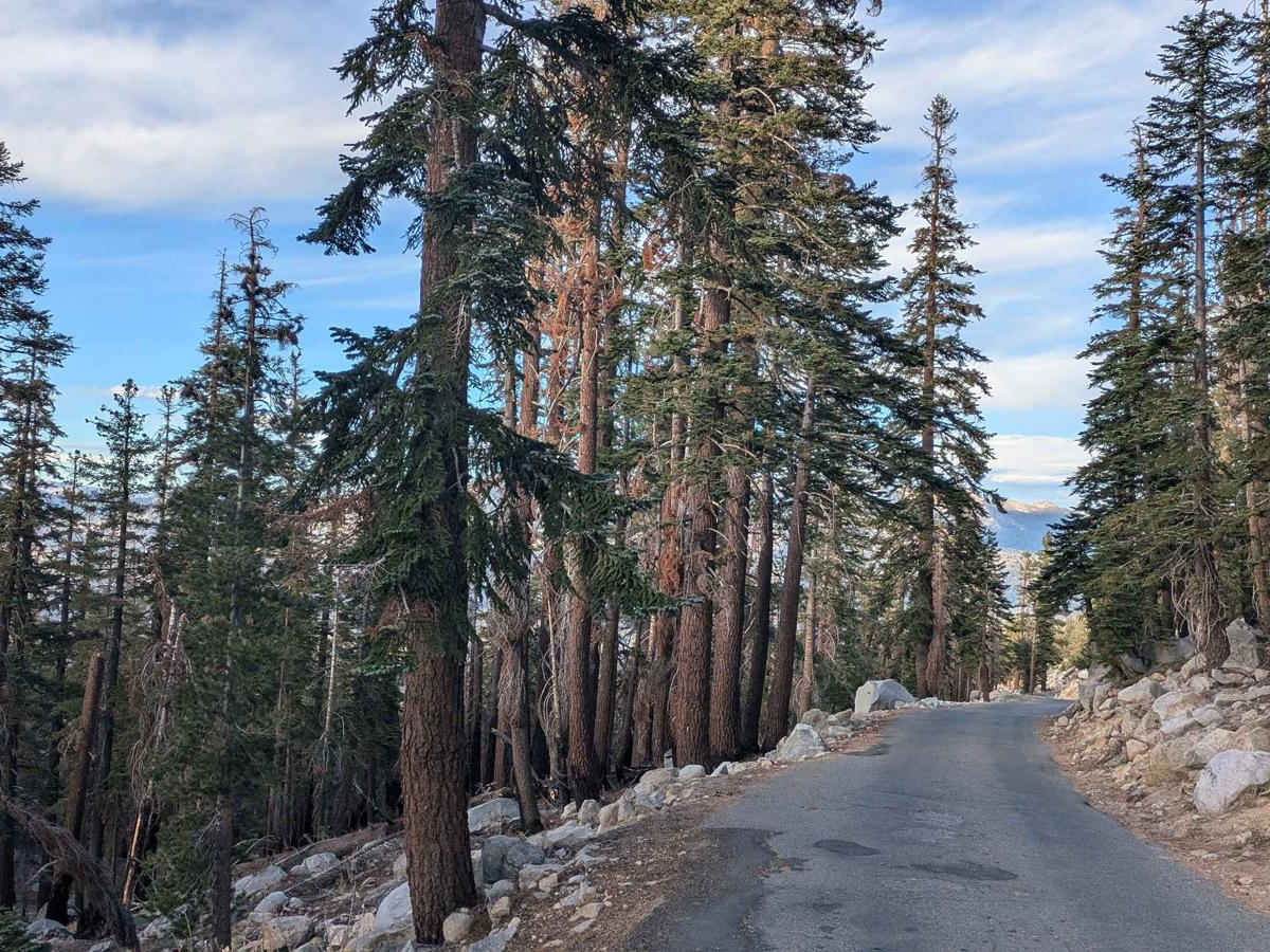Kaiser Pass Road photo 5