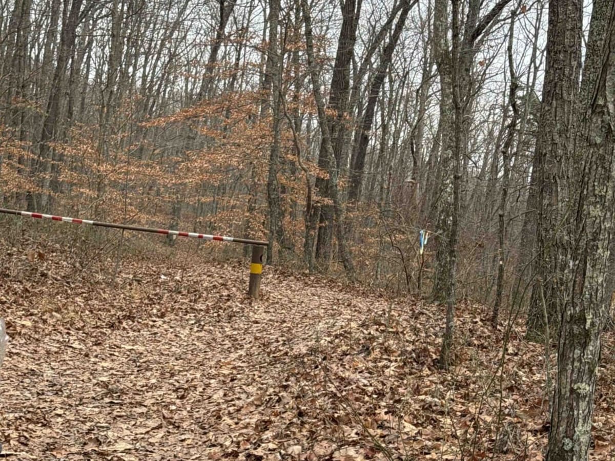 S-Tree Road (FSR 20-1) trail photo
