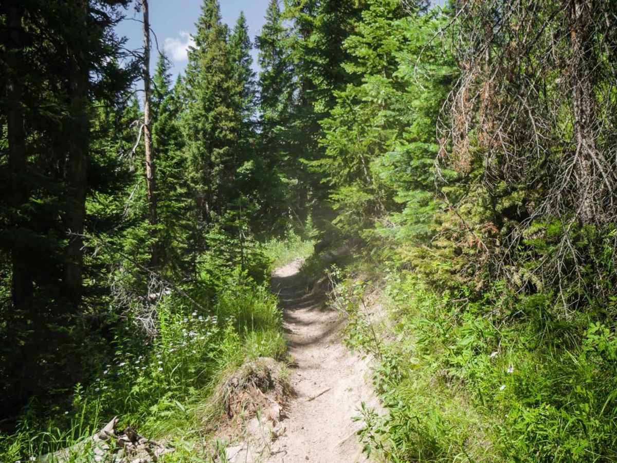 Nipple Peak trail photo