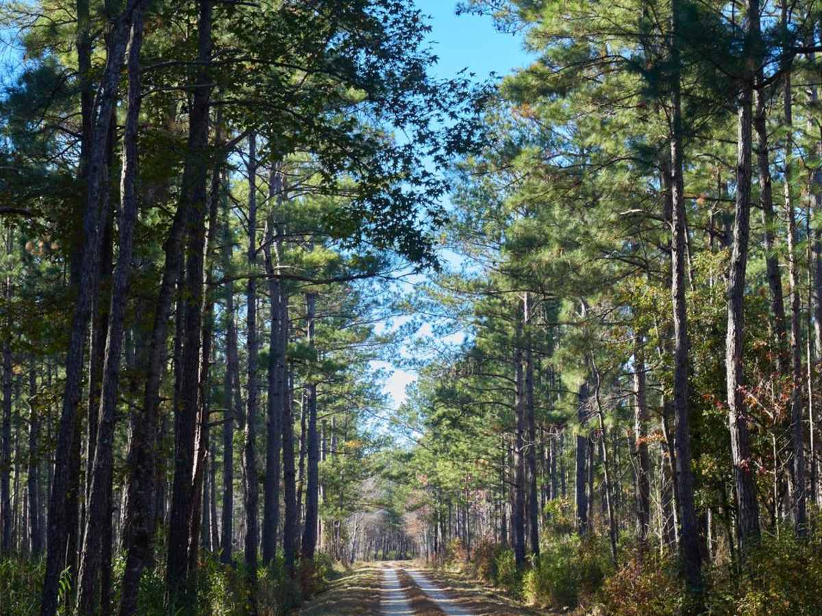 Murrell Tract - Part 1 - FSR 220 photo 4
