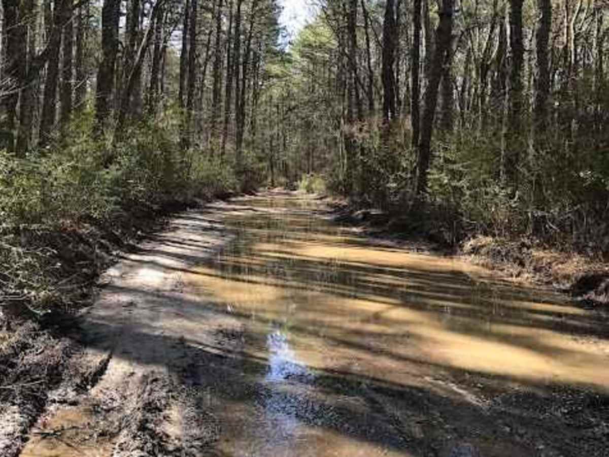 Muddy Road Trail photo 4