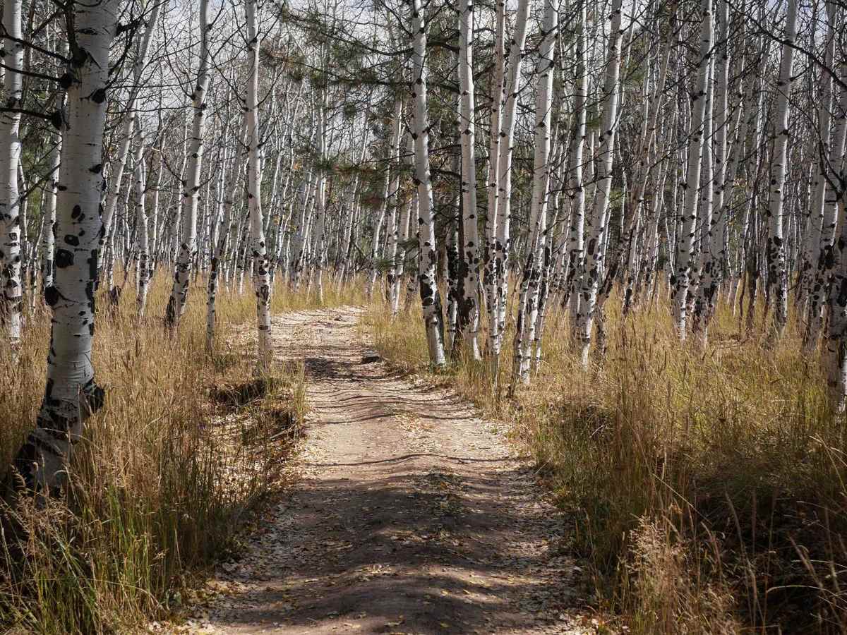 Circle T trail photo