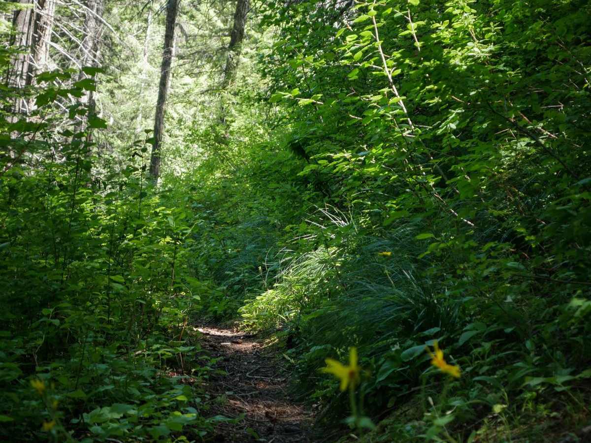 Junction Mountain photo 6