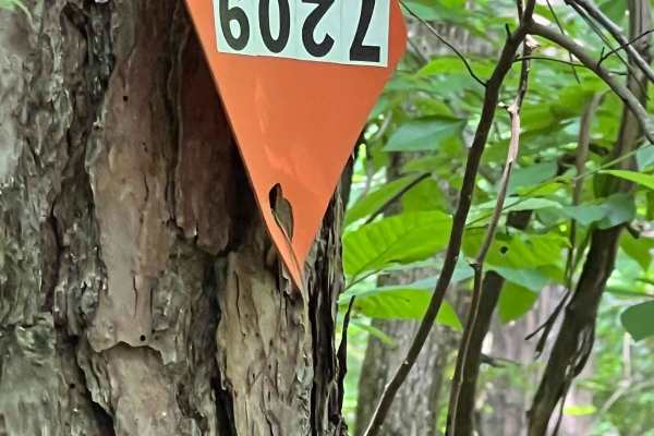 Turkey Bay OHV 7209