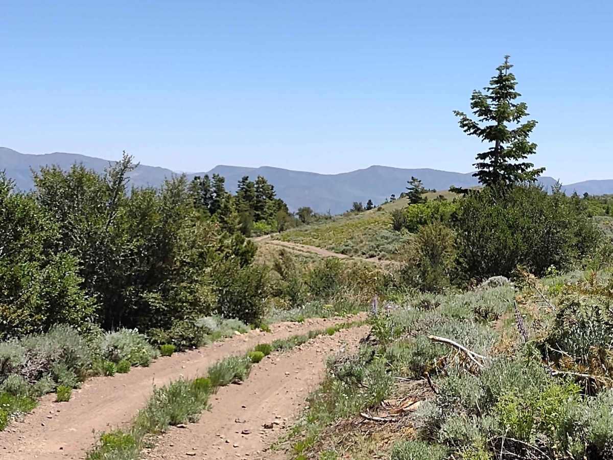 Miner's Cabin (Gold Gulch Canyon FS# 41078) photo 5