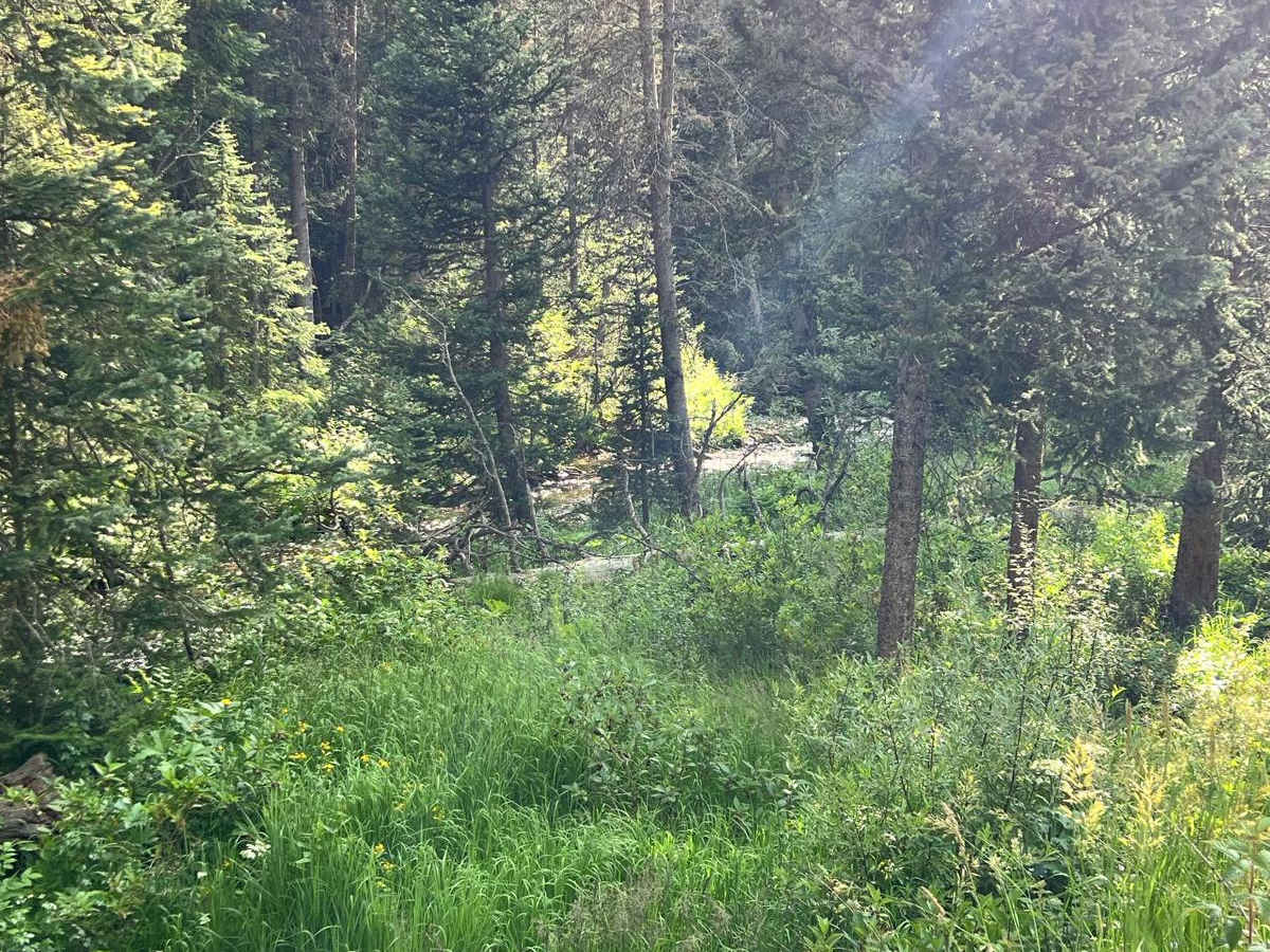 Keyser Creek Road - FS 139 photo 5