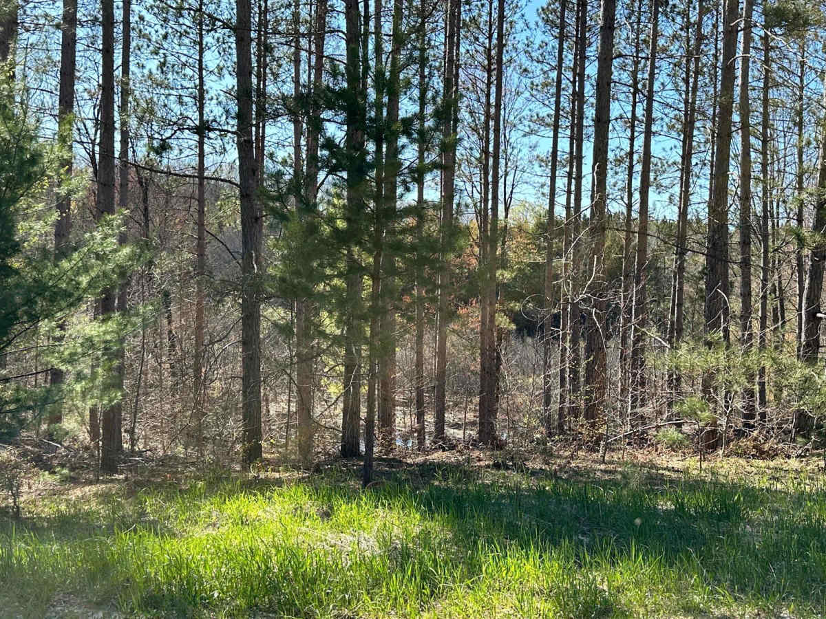Cadillac Area ORV/OHV Scenic Ride - Part 20 photo 5