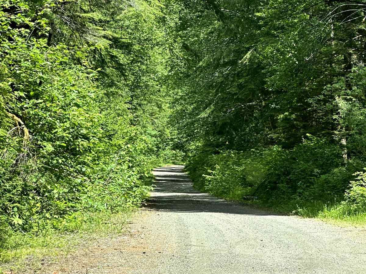 West Wynoochee Lake Trail photo 6