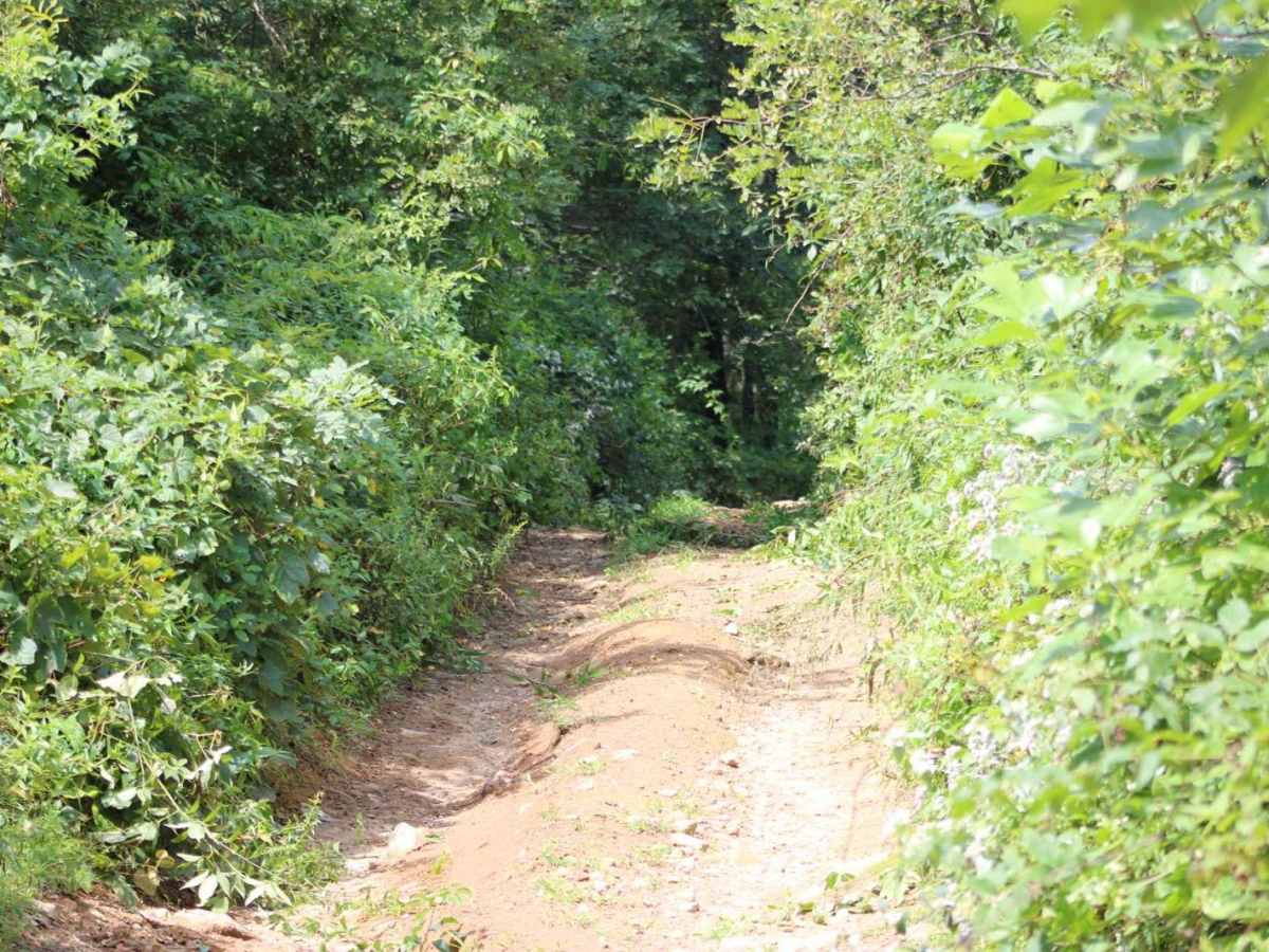 Steel Knob/Chestnut Mountain photo 3