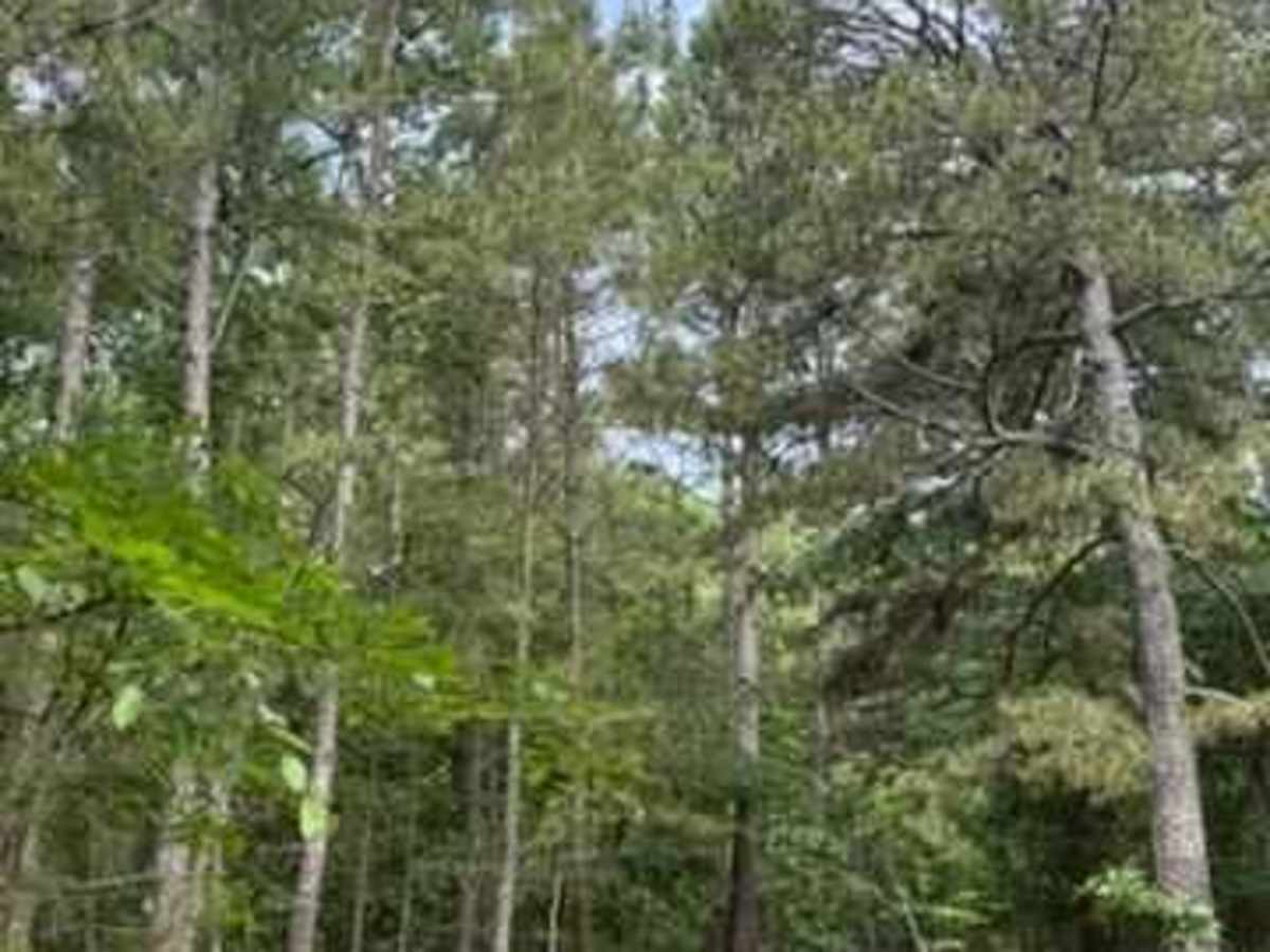 Whitley's Trail photo 3