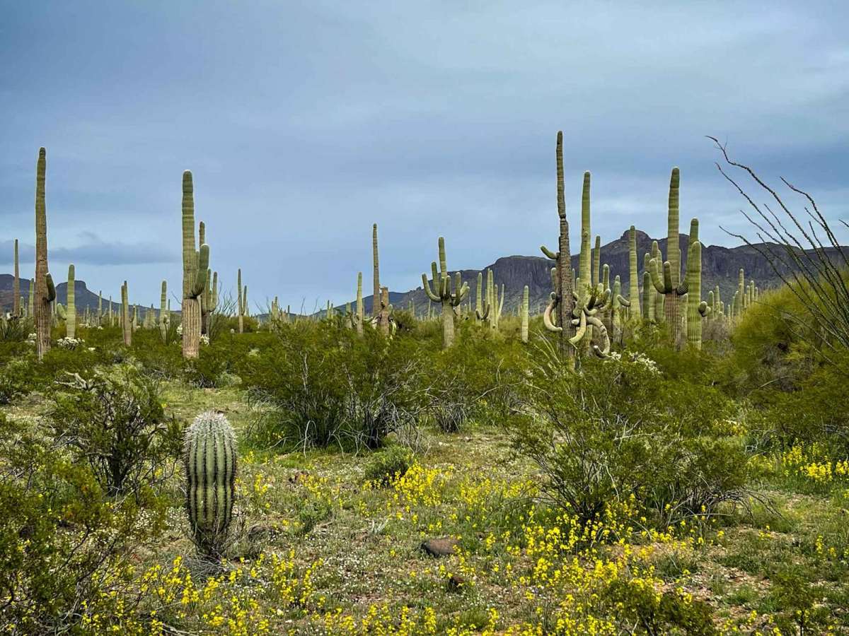 Jackrabbit Trail photo 2